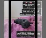 Image preview for Ad Listing. Nickname: Maple