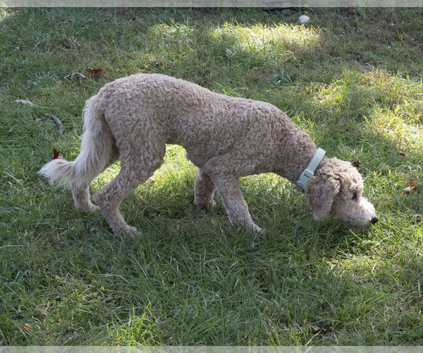 Medium Photo #8 Goldendoodle Puppy For Sale in TOPEKA, KS, USA