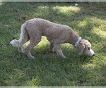 Buddy - Male Goldendoodle Puppy for Sale - Photo #8