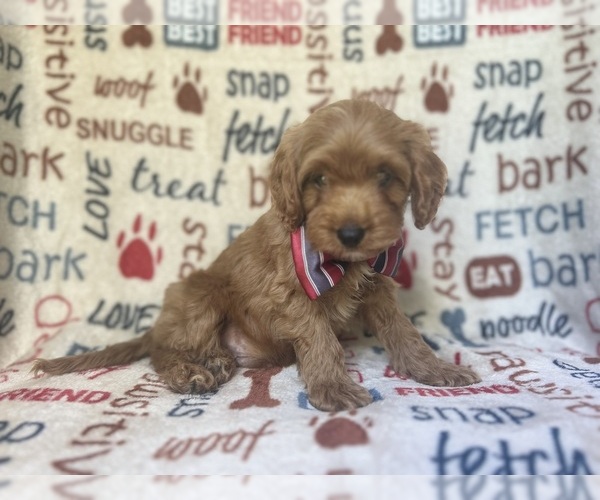 Medium Photo #10 Cavapoo Puppy For Sale in LAKELAND, FL, USA
