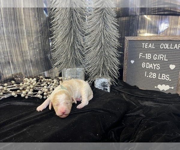 Medium Photo #5 Saint Berdoodle Puppy For Sale in QUEEN CREEK, AZ, USA