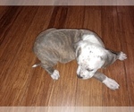 Small Photo #7 American Pit Bull Terrier Puppy For Sale in RIDGE MANOR, FL, USA