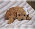 Small Photo #3 Cockapoo-Poodle (Miniature) Mix Puppy For Sale in LIBERTY, KY, USA