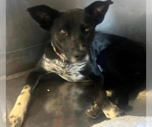 Border Collie-Unknown Mix Dogs for adoption in Downey, CA, USA