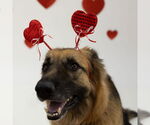 Small #4 German Shepherd Dog