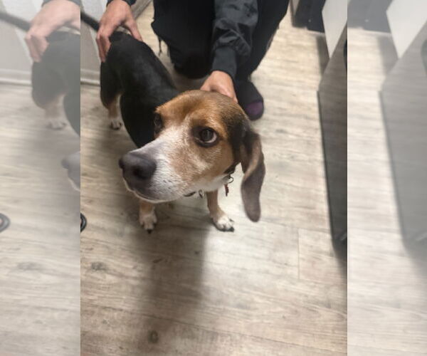Medium Photo #3 Beagle Puppy For Sale in Tampa, FL, USA