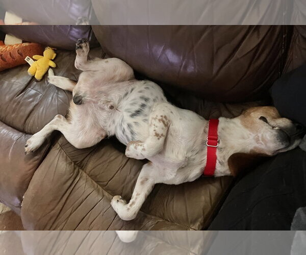 Medium Photo #7 Beagle Puppy For Sale in Dunnellon, FL, USA