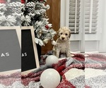 Puppy 7 Goldendoodle