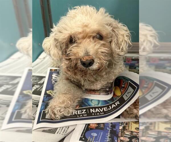 Medium Photo #1 Poodle (Miniature)-Unknown Mix Puppy For Sale in San Antonio, TX, USA