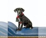 Small #2 Labrador Retriever Mix