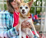 Small Photo #30 Chihuahua-Unknown Mix Puppy For Sale in Canton, CT, USA