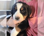Small #10 Bernese Mountain Dog