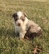 Small Photo #6 Australian Shepherd Puppy For Sale in ROBERTS, IL, USA
