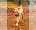 Small #2 Chinese Shar-Pei-Labrador Retriever Mix