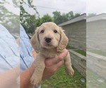Small #3 Dachshund