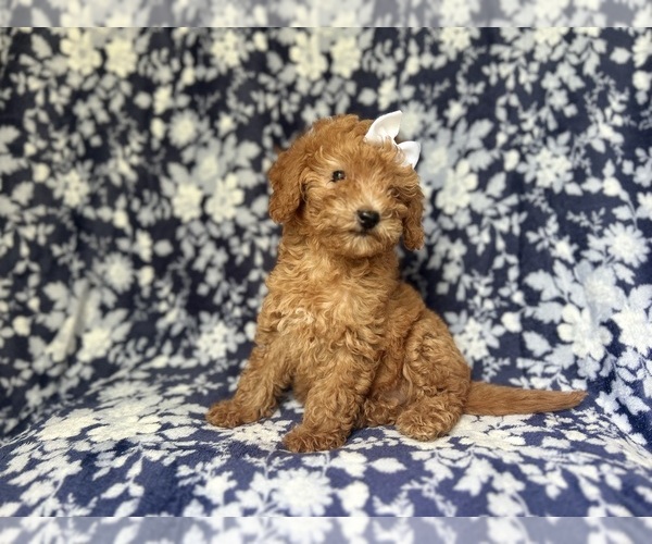 Medium Photo #7 Goldendoodle (Miniature) Puppy For Sale in LAKELAND, FL, USA