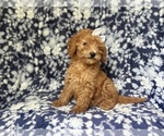Small #6 Goldendoodle (Miniature)