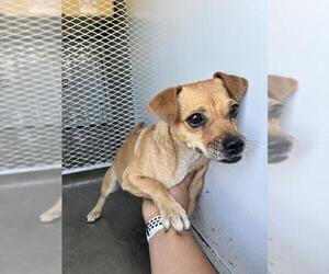 Chihuahua-Unknown Mix Dogs for adoption in Bakersfield, CA, USA