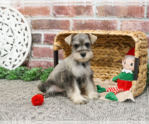 Schnauzer (Miniature) Puppy for sale in SYRACUSE, IN, USA