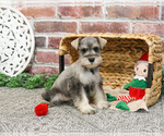Small Schnauzer (Miniature)