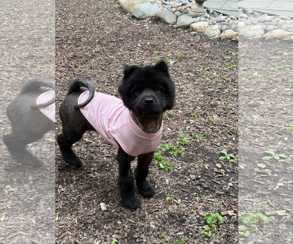 Medium Photo #4 Chow Chow Puppy For Sale in St. Louis Park, MN, USA