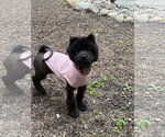 Small #3 Chow Chow
