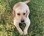 Small Photo #1 Labrador Retriever Puppy For Sale in CHATTANOOGA, TN, USA