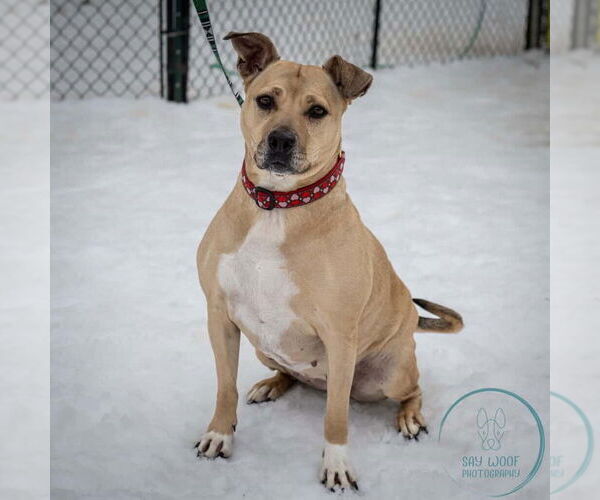 Medium Photo #5 American Staffordshire Terrier-Unknown Mix Puppy For Sale in Brewster, NY, USA