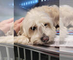 Small #1 Lhasa Apso Mix