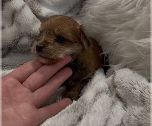 Yorkshire Terrier Puppy for Sale in MOUNT CARMEL, Pennsylvania USA