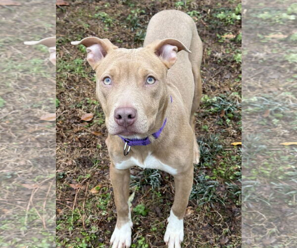 Medium Photo #11 Mutt Puppy For Sale in Decatur, GA, USA