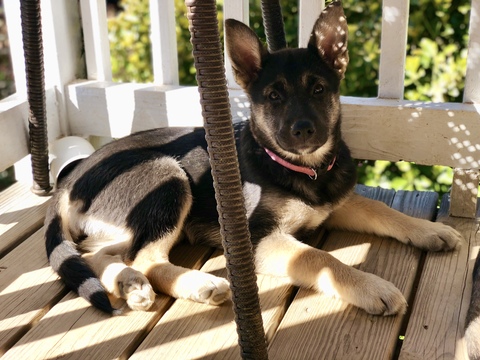 Medium Photo #1 German Shepherd Dog-Siberian Husky Mix Puppy For Sale in DAHLONEGA, GA, USA