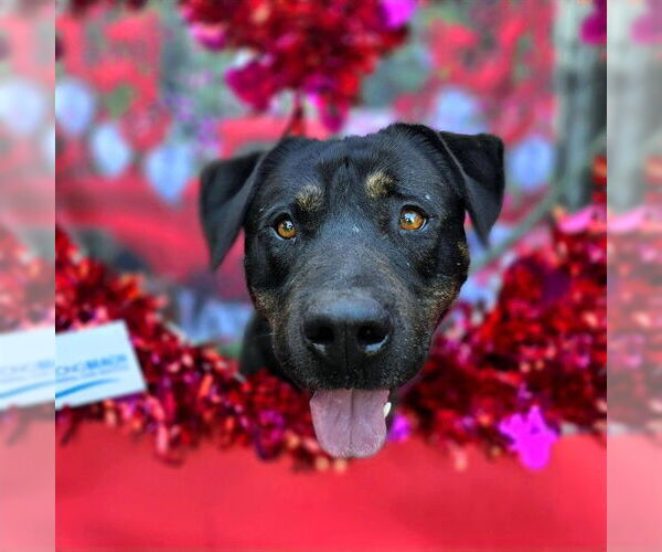 Medium Photo #3 Rottweiler-Unknown Mix Puppy For Sale in Long Beach, CA, USA