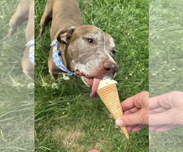 Medium Photo #4 American Pit Bull Terrier-Unknown Mix Puppy For Sale in Germantown, OH, USA