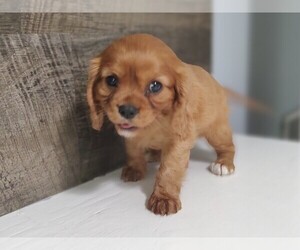 Cavalier King Charles Spaniel Puppy for sale in CLARK, MO, USA
