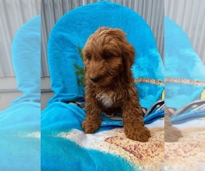 Goldendoodle (Miniature) Puppy for Sale in MERRITT ISLAND, Florida USA