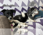 Small #14 Retriever  Mix