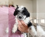 Image preview for Ad Listing. Nickname: doodle boy
