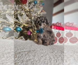 Pomeranian Puppy for sale in INDIANAPOLIS, IN, USA