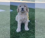 Small #11 Goldendoodle