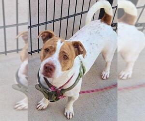 American Pit Bull Terrier-Beagle Mix Dogs for adoption in Sacramento, CA, USA