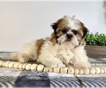 Small #1 Shih Tzu