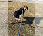 Small #1 Coonhound Mix