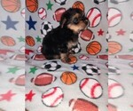 Small Photo #20 Morkie Puppy For Sale in LAPEER, MI, USA