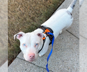 Yuki - Female American Bulldog-Unknown Mix Dog for Adoption - Photo #7