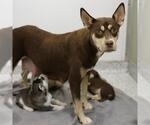 Small American Staffordshire Terrier Mix