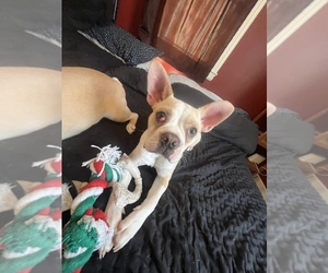 Boston Terrier Puppy for sale in COVENTRY, RI, USA