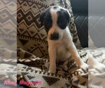 Small #3 Lab-Pointer
