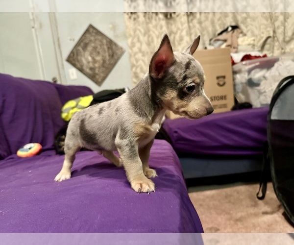 Medium Photo #1 Rat Terrier Puppy For Sale in ZEPHYRHILLS, FL, USA