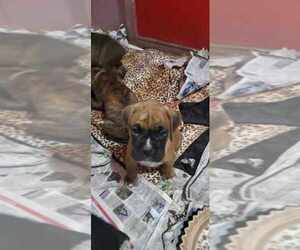 Boxer Puppy for sale in MOSES LAKE, WA, USA